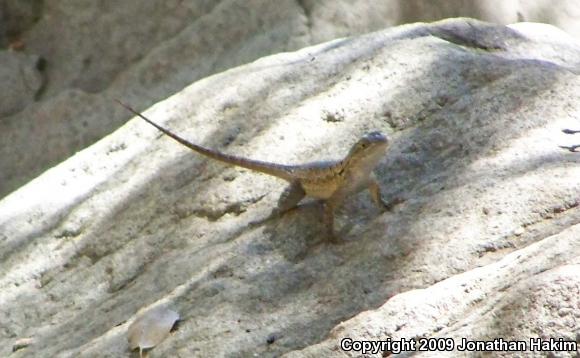 Great Basin Fence Lizard (Sceloporus occidentalis longipes)