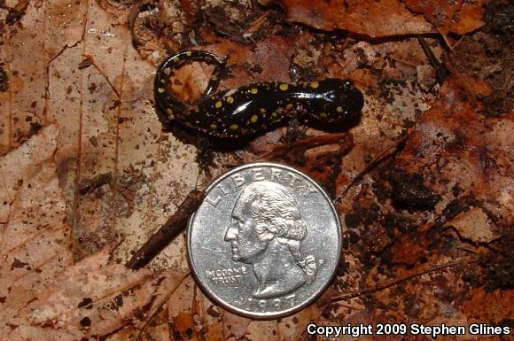 Spotted Salamander (Ambystoma maculatum)