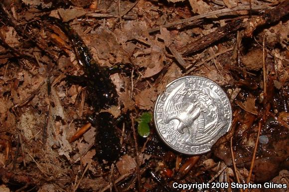 Spotted Salamander (Ambystoma maculatum)