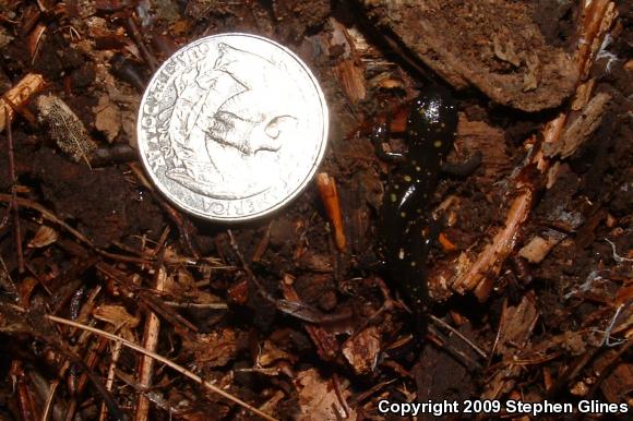 Spotted Salamander (Ambystoma maculatum)