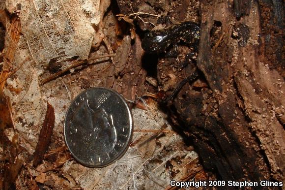 Spotted Salamander (Ambystoma maculatum)