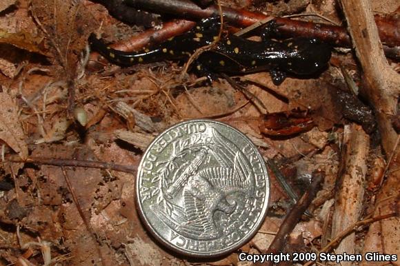 Spotted Salamander (Ambystoma maculatum)