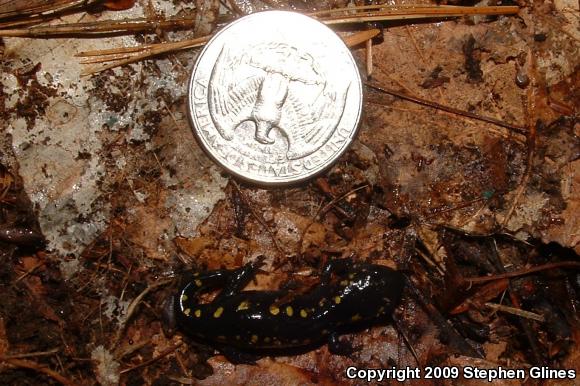 Spotted Salamander (Ambystoma maculatum)