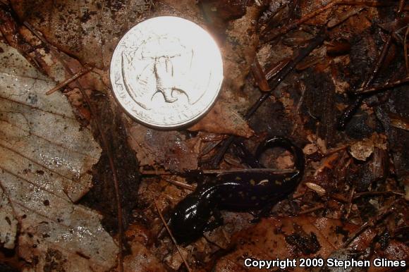 Spotted Salamander (Ambystoma maculatum)