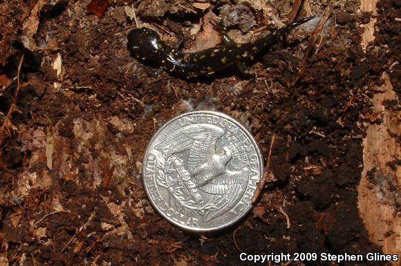 Spotted Salamander (Ambystoma maculatum)