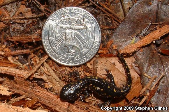 Spotted Salamander (Ambystoma maculatum)