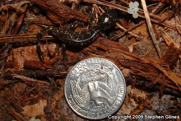 Spotted Salamander (Ambystoma maculatum)