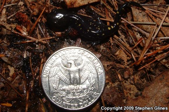 Spotted Salamander (Ambystoma maculatum)