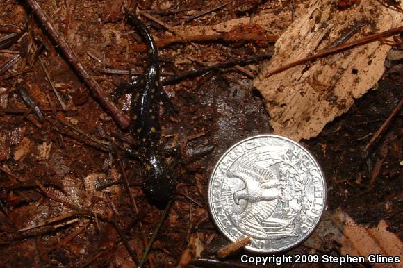 Spotted Salamander (Ambystoma maculatum)