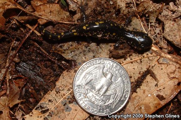 Spotted Salamander (Ambystoma maculatum)