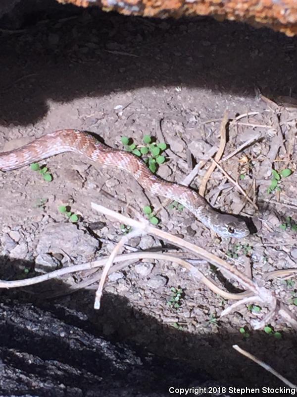 Red Racer (Coluber flagellum piceus)