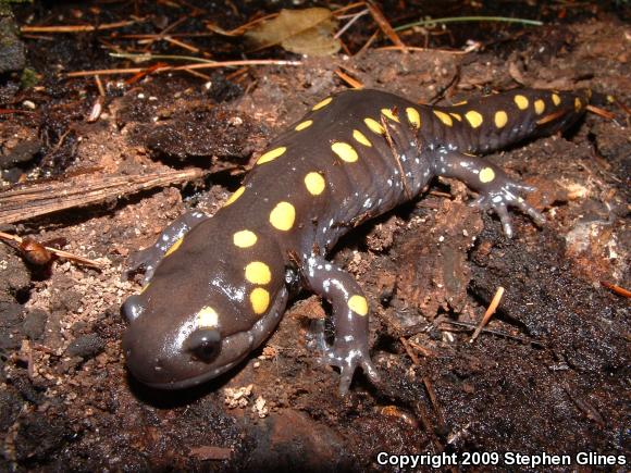 Spotted Salamander (Ambystoma maculatum)