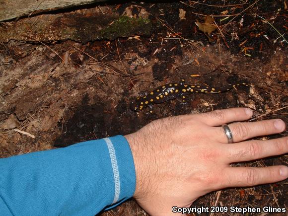 Spotted Salamander (Ambystoma maculatum)