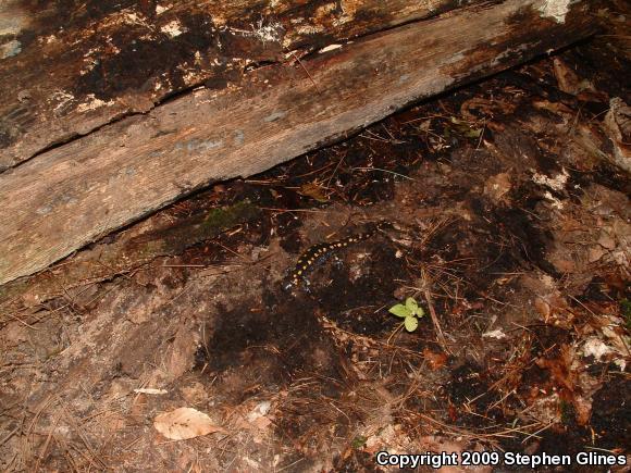 Spotted Salamander (Ambystoma maculatum)