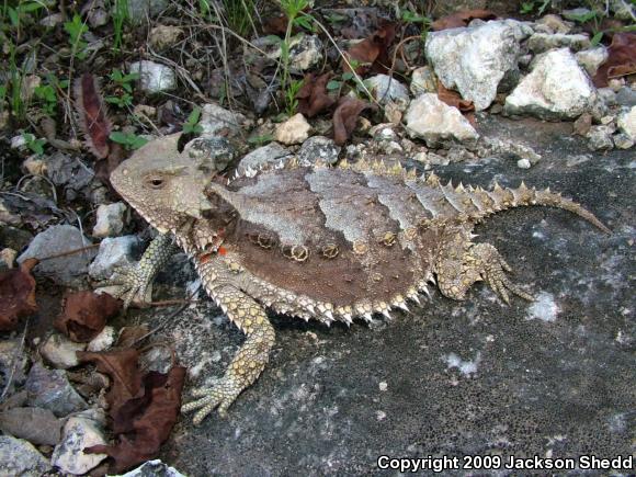 Giant Horned Lizard (Phrynosoma asio)