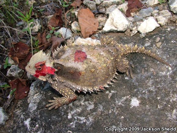 Giant Horned Lizard (Phrynosoma asio)