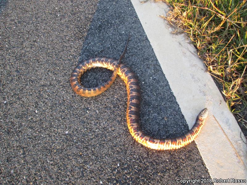 Banded Watersnake (Nerodia fasciata fasciata)