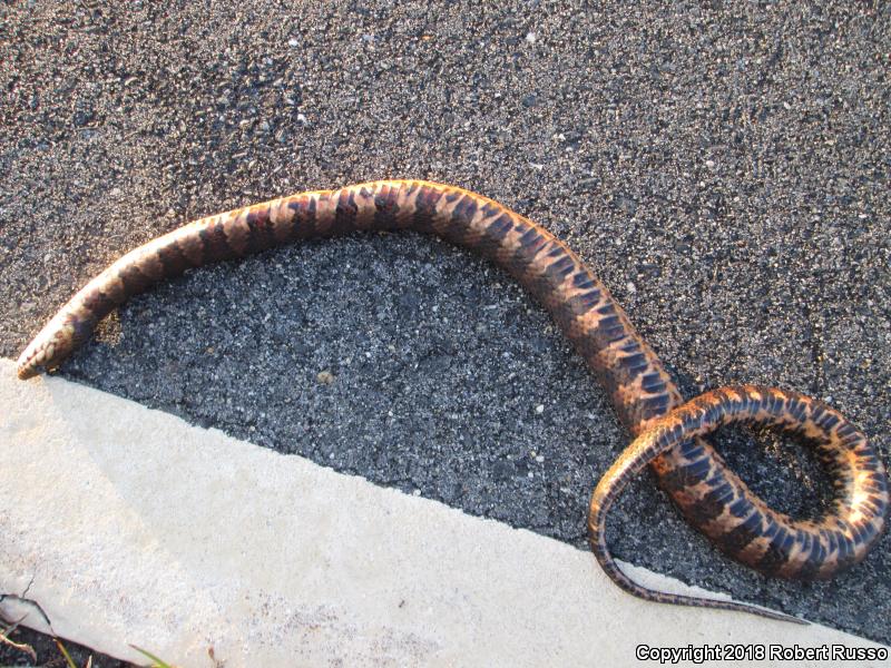 Banded Watersnake (Nerodia fasciata fasciata)