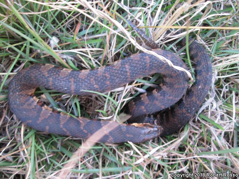 Banded Watersnake (Nerodia fasciata fasciata)