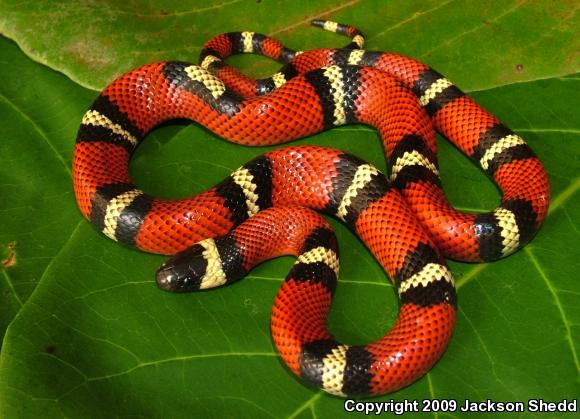 Conant's Milksnake (Lampropeltis triangulum conanti)