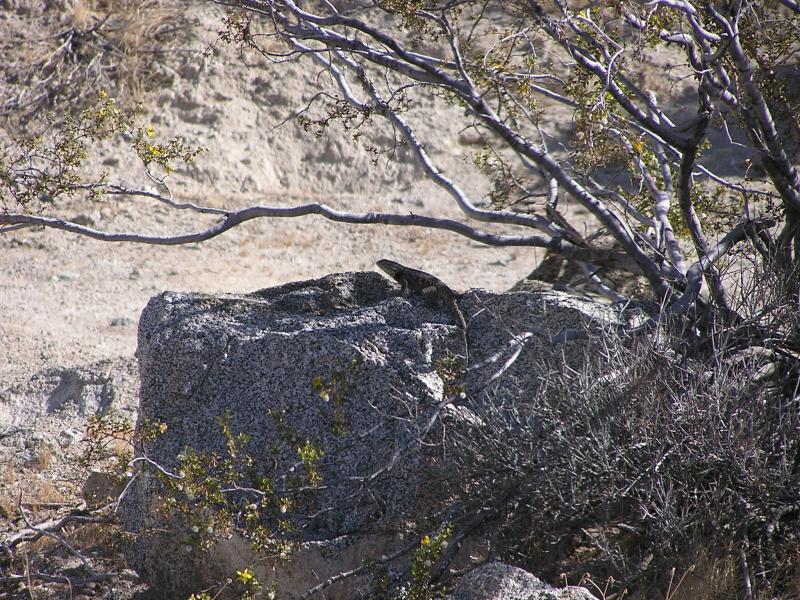 Purple-backed Spiny Lizard (Sceloporus magister magister)