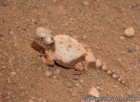 Round-tailed Horned Lizard (Phrynosoma modestum)