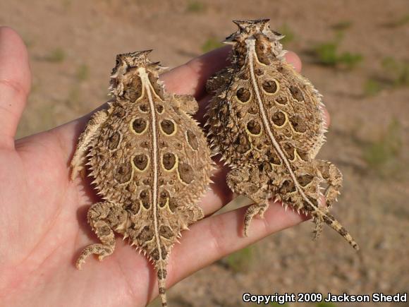 Texas Horned Lizard (Phrynosoma cornutum)