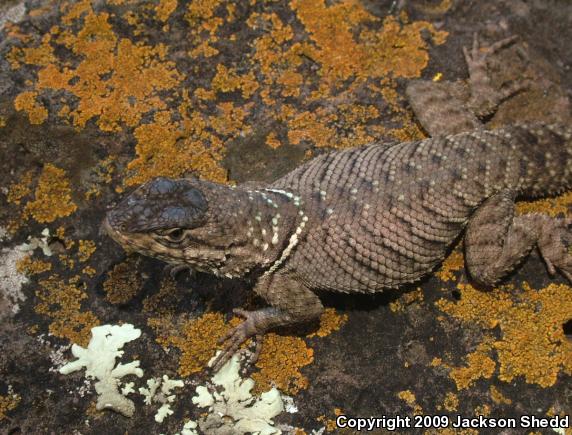 Dugès's Spiny Lizard (Sceloporus dugesii)