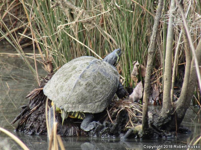 Yellow-bellied Slider (Trachemys scripta scripta)