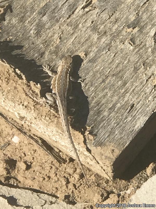 Eastern Side-blotched Lizard (Uta stansburiana stejnegeri)