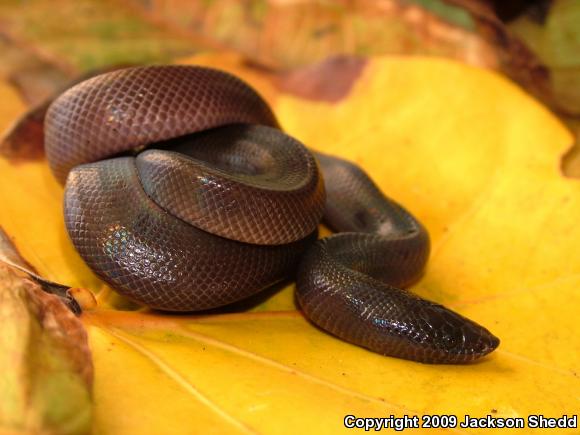 Mexican Burrowing Python (Loxocemus bicolor)