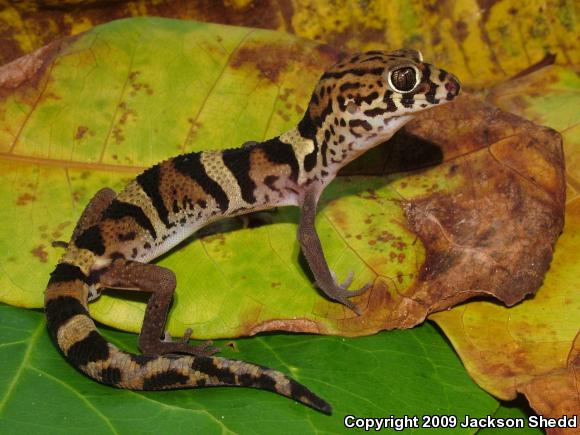 Elegant Banded Gecko (Coleonyx elegans)