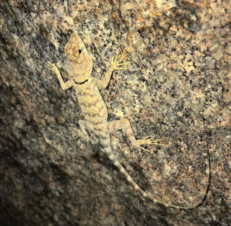 Banded Rock Lizard (Petrosaurus mearnsi)