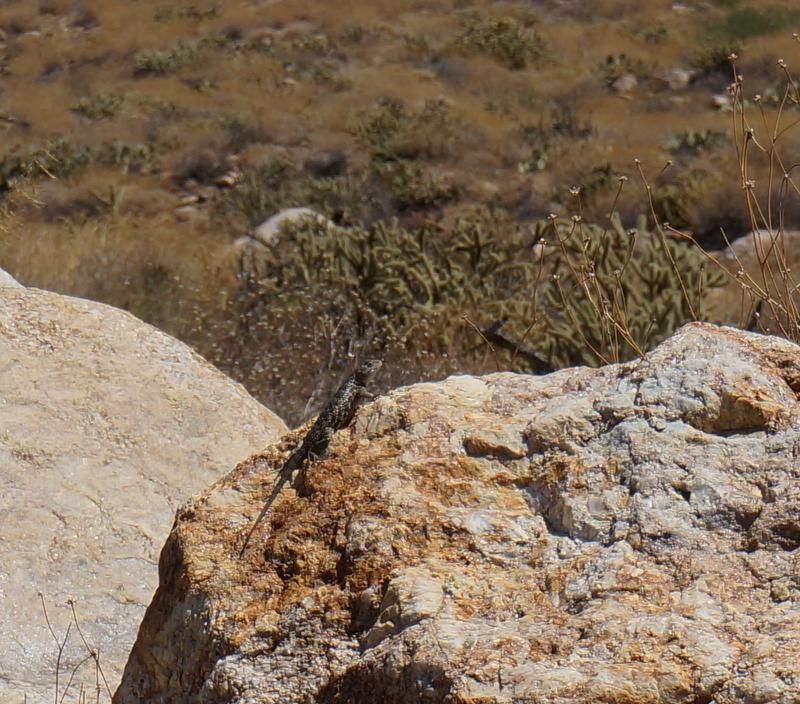 Purple-backed Spiny Lizard (Sceloporus magister magister)