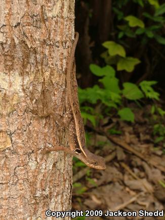 Long-tailed Spiny Lizard (Sceloporus siniferus)
