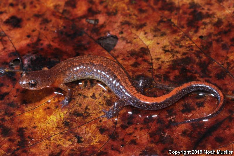Webster's Salamander (Plethodon websteri)
