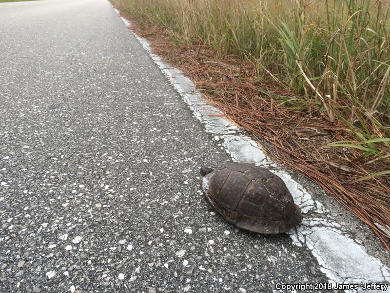 Gulf Coast Box Turtle (Terrapene carolina major)