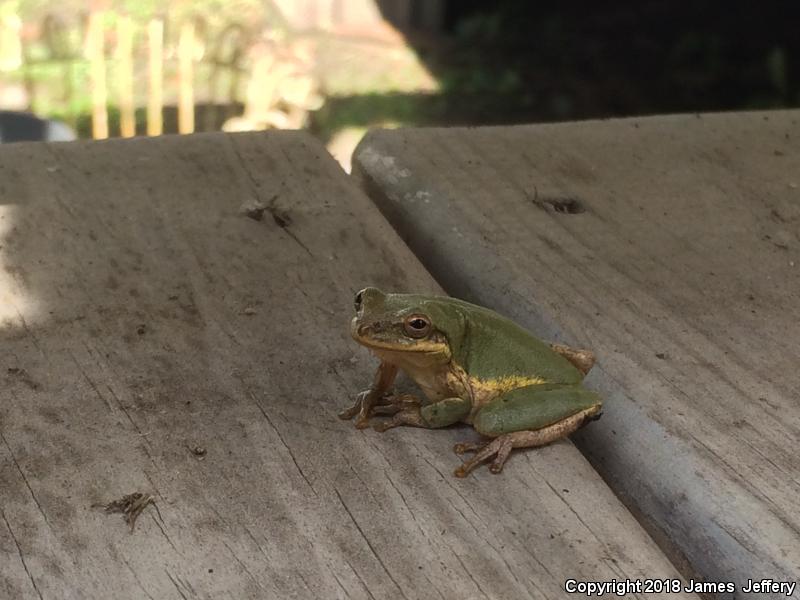 Squirrel Treefrog (Hyla squirella)