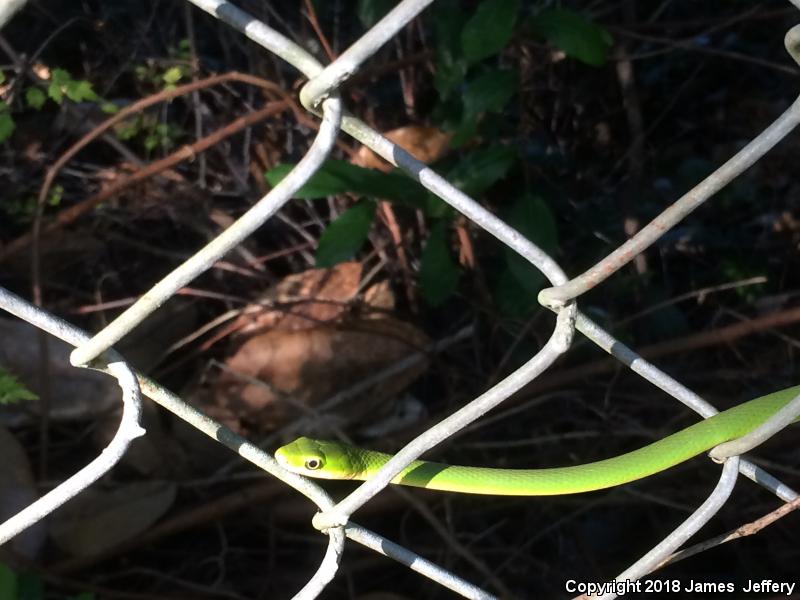 Northern Rough Greensnake (Opheodrys aestivus aestivus)