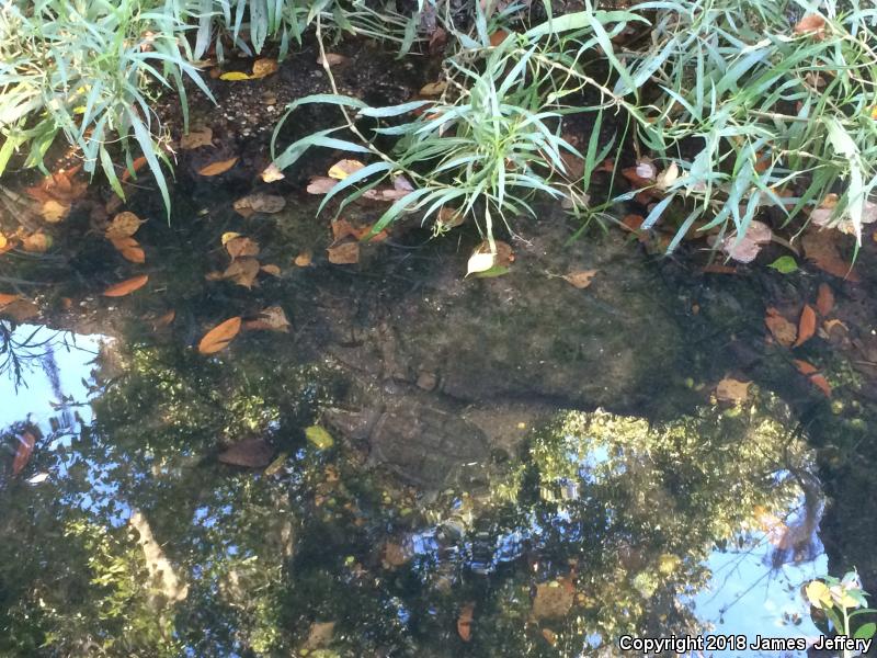 Eastern Snapping Turtle (Chelydra serpentina serpentina)