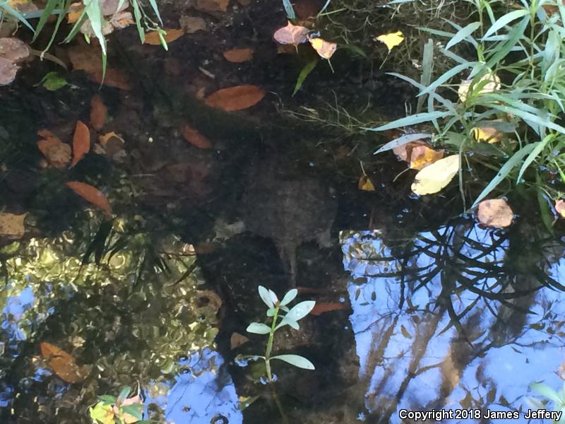 Eastern Snapping Turtle (Chelydra serpentina serpentina)