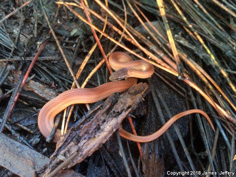 Pine Woods Littersnake (Rhadinaea flavilata)