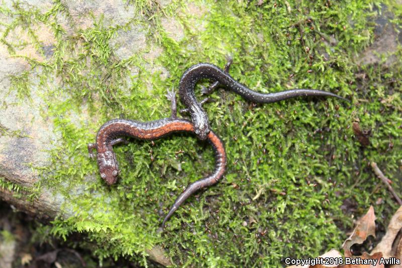 Shenandoah Mountain Salamander (Plethodon virginia)