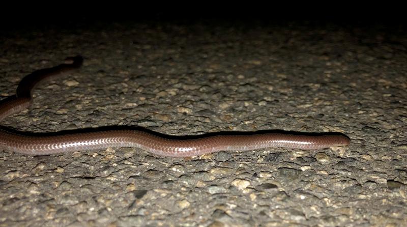 SouthWestern Threadsnake (Leptotyphlops humilis humilis)