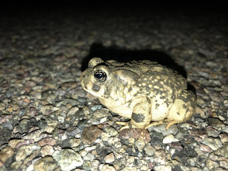 Arroyo Toad (Anaxyrus californicus)