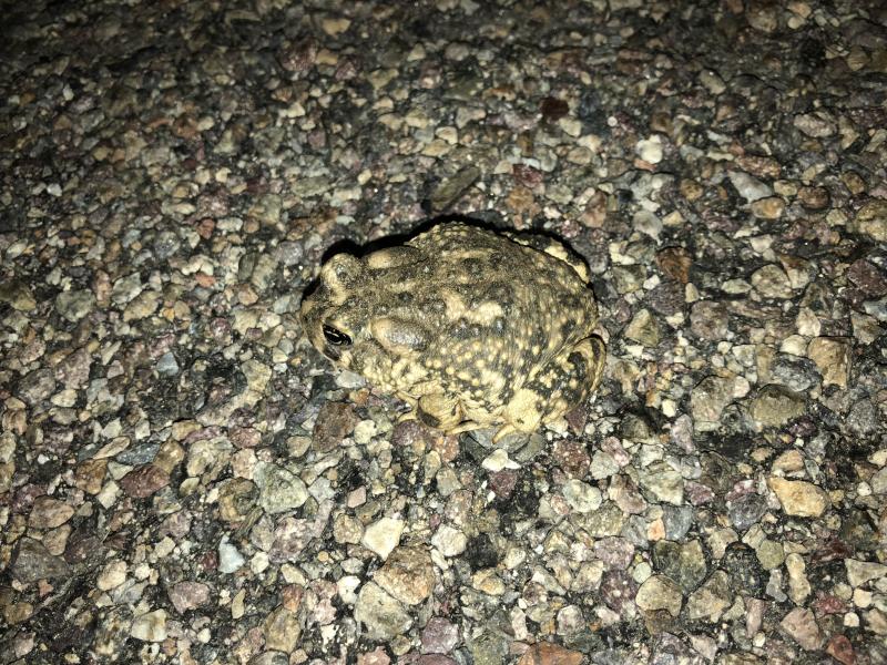 Arroyo Toad (Anaxyrus californicus)