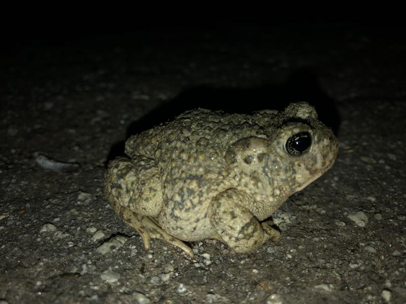 Arroyo Toad (Anaxyrus californicus)