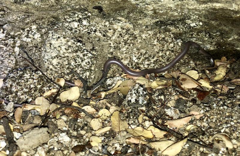 SouthWestern Threadsnake (Leptotyphlops humilis humilis)