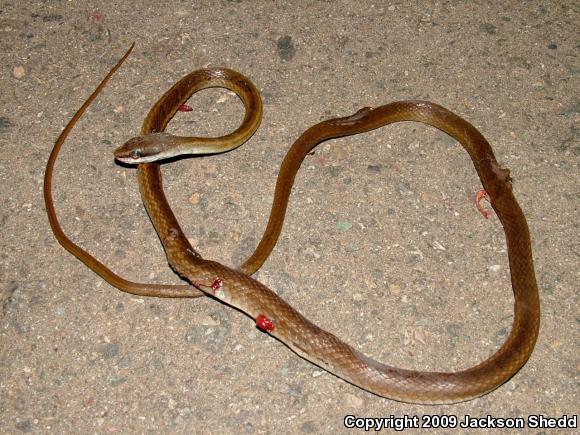 Common Lizard Eater (Mastigodryas melanolomus)