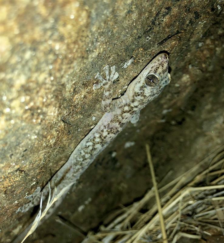 Peninsula Leaf-toed Gecko (Phyllodactylus nocticolus nocticolus)